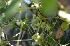 Cuscuta reflexa